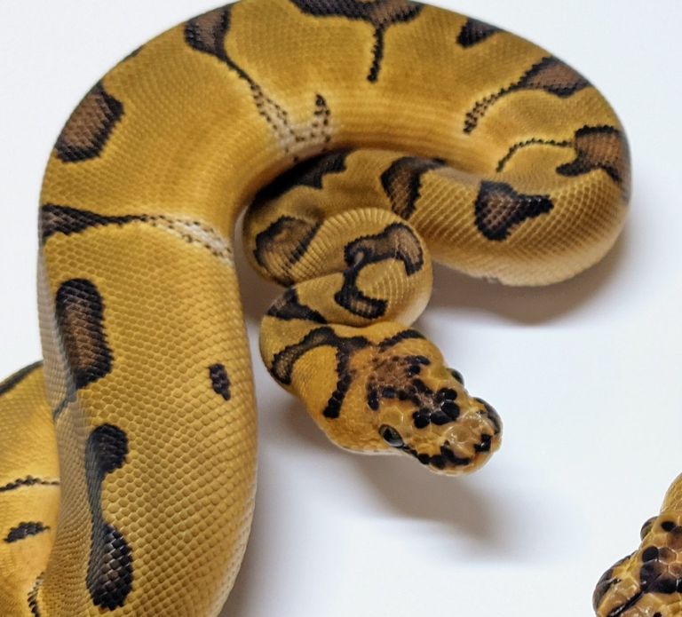 Clown Ball Python